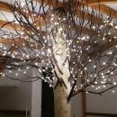 자작나무 스테이 이미지