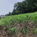 충주시농업기술센터 이미지