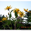 행복한하루 이미지