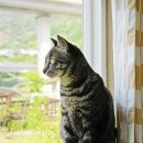 낭만고양이 이미지