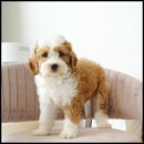 라운지펫 이미지