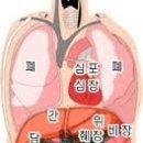 오장육부 티스토리