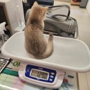 몽마르뜨 동물병원 이미지