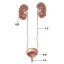 과민성 방광 (Overactive Bladder) 신장 비뇨기 질환이란? 이미지