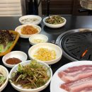 창성(애견) 이미지