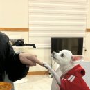 웰컴독 애견펜션 이미지