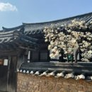 풍산단호로(풍산읍) 이미지