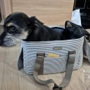 까미랑 비행기 탑승하기 ✈️🐶 (feat. 아시아나 이코노미, 모드니펫 L사이즈)