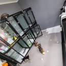 고양이미용&호텔 냥집사 이미지