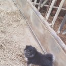 케논목장 이미지