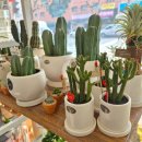 칠성남로 이미지