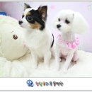 제이 애견 미용 이미지