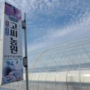 원정농장 | [후기 ] 컬처랜드 탐험대 고씨 딸기 농원 체험 첫 원정 후기
