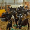 산서농장 이미지