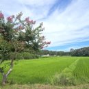 맹방해변로 이미지