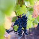 이순희농장 이미지