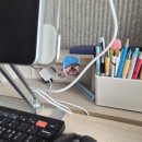 복똥이강아지 이미지