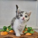 도그마루 고양이강아지 청주점 이미지