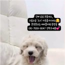 강아지분양애견분양퍼피플라워
