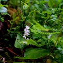 두루미꽃(Maianthemum bifolium) 이미지