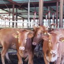 호영농장 이미지