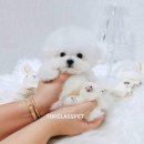 어벤져스켄넬 탑클래스펫 강아지분양 이미지