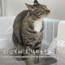 최강모래 정기구독 혜택 제38회 궁디팡팡 캣페스타 양재 aT센터 궁팡 현장 회원가입