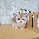 장흥켄넬 이미지