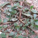 대체의학 - 비름나물 &amp; 쇠비름의 효능과 민간요법 이미지