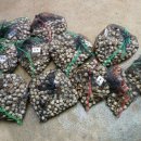 마검포레져하우스가족독채수영장 이미지