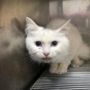 동아동물병원 이미지