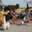 충남 서천 마량리 동백꽃.쭈꾸미 축제 이미지