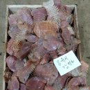 효창부채