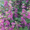 자매의하루 이미지