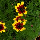 꽃소아청소년과의원 이미지