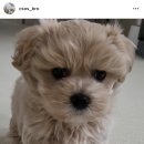 언니네 애견샵 이미지