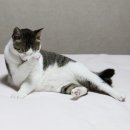 오늘도, 그루밍 이미지