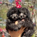 남양주켄넬 이미지