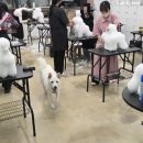 보니더펫 이미지