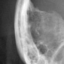 바스텟고양이병원 이미지