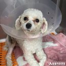 야옹동물병원 이미지