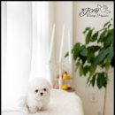 그루밍조이 이미지