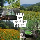41190-01-07-220 | 용인 처인구 아기랑 가볼만한 곳 자연휴양림 소풍 피크닉 잔디광장 추천 나들이 해바라기 구경 계곡...