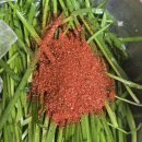 올데이팜스 매운 고춧가루 1kg 후기 청양고추가루를 이용항 부추김치 만들기