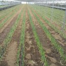 맛디아농장 이미지