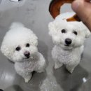 댕라이킷 이미지