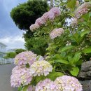 성산읍 푸른마을 이미지