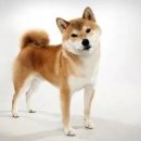 이누(Inu)
