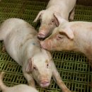 연동축산 이미지