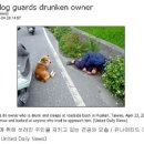 개.DOG 이미지